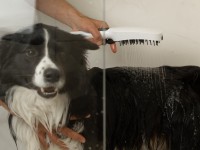 Ravak Kézi zuhany kutyáknak, 4 vízsugár-funkcióval, matt fehér-fekete